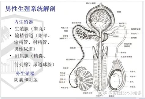 生殖器長一顆 彩虹圖